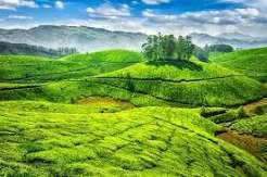 Nilgiris